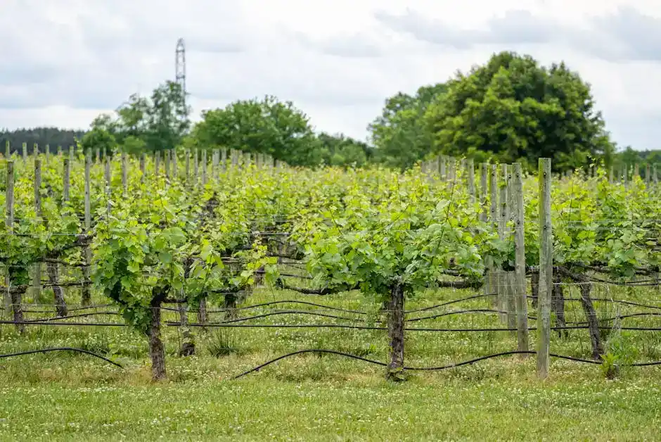 Sagra del Vino a Magliano in Toscana