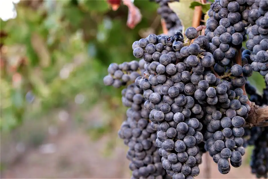 I Biscotti di Prato: croccanti e aromatici