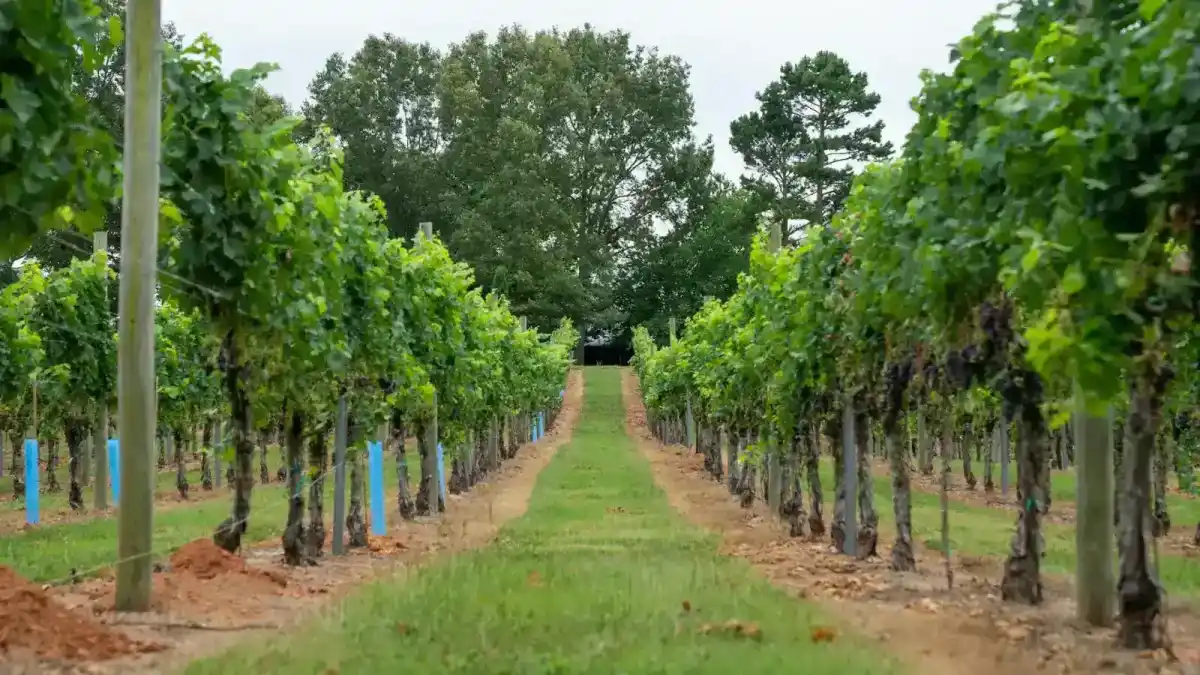 Torta di Ricotta e Visciole