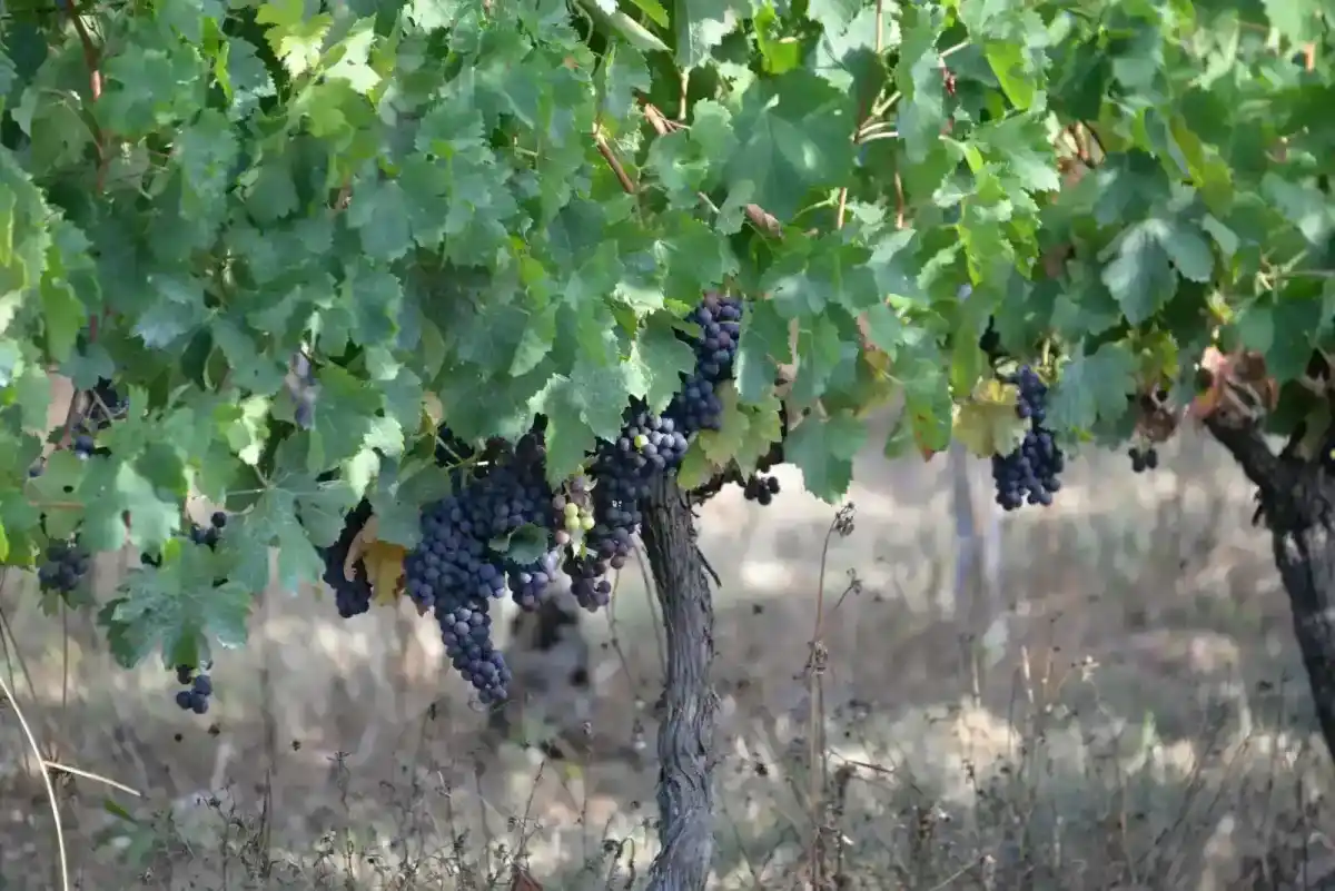 Stop ai pagamenti con bollettino postale