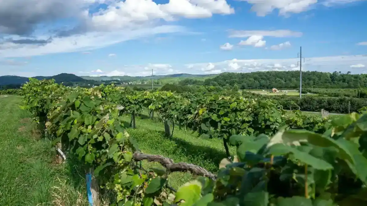 Dolci tipici: dalla schiacciata alla crema