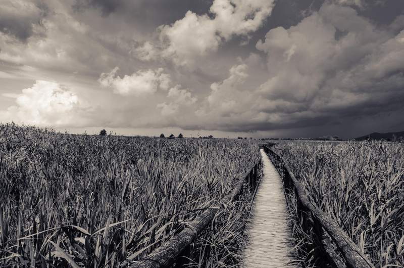Itinerari slow sul Lago di Massaciuccoli da Viareggio