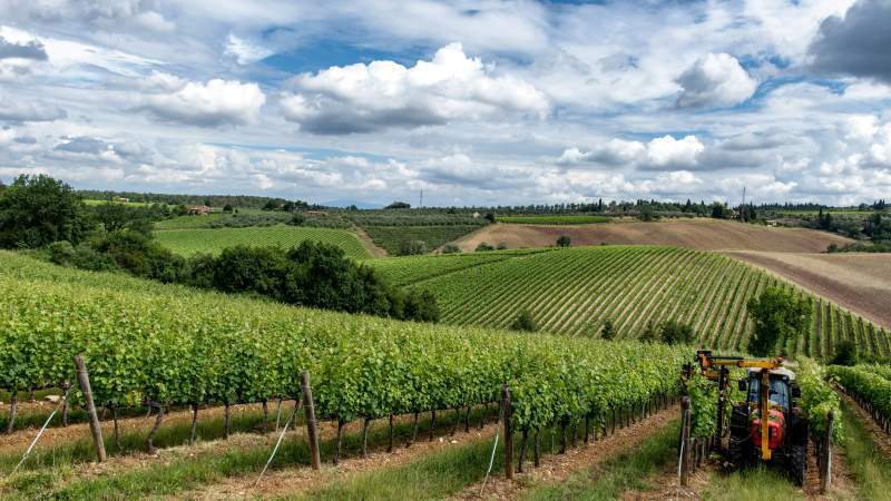 Strade del vino nel Senese: itinerari tra cantine e colline